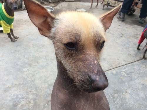 La Albina - peruanischer Nackthund